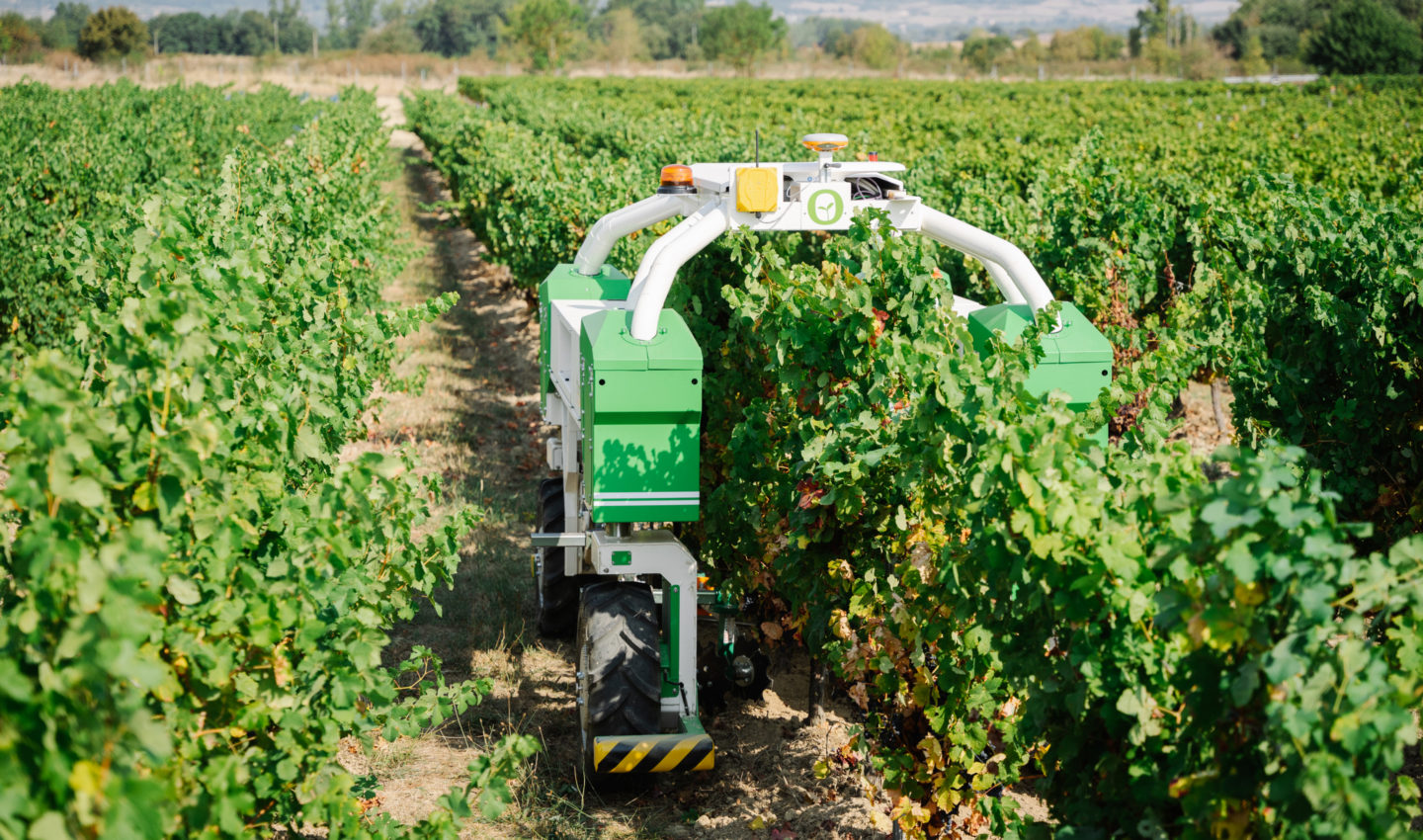 The robot Ted moves autonomously between the rows and performs a precise weeding